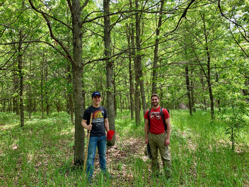 The 1990 Forest Restoration Project after 30 years in 2020 with student researchers Cully Hauck '23 (left) and Sean Meagher '21 (right).