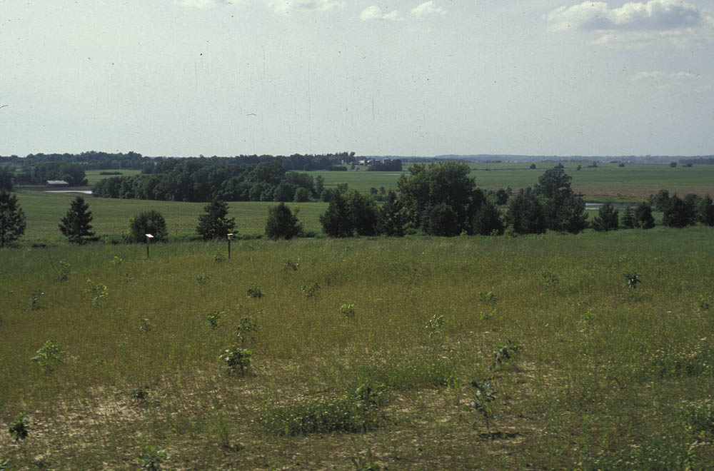 The 1990 Forest Restoration project's early growth in 1991.