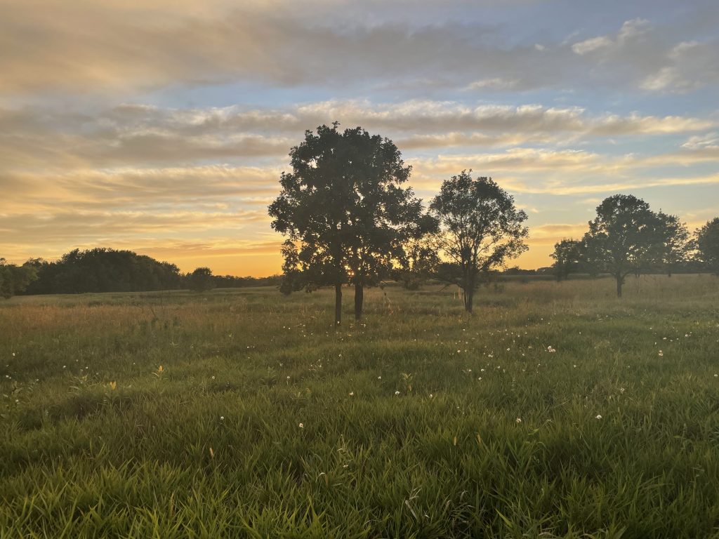The Coyote Pond savanna in the St. Olaf Natural Lands was restored in 2003.