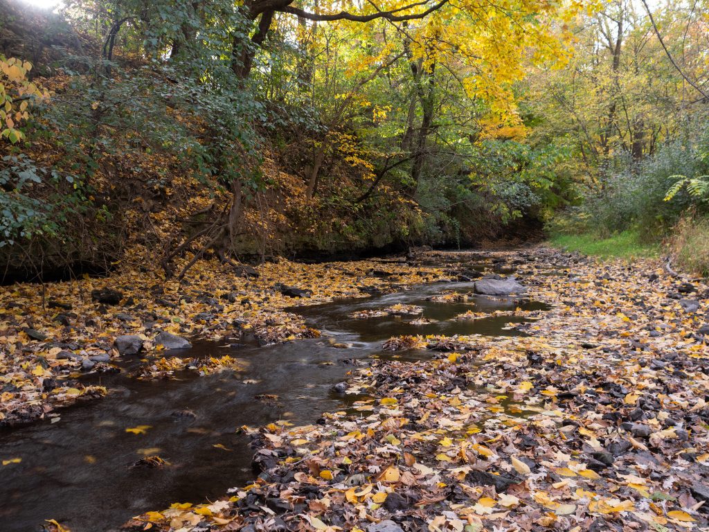 Heath Creek trail, which is part of the St. Olaf Natural Lands, in the fall.