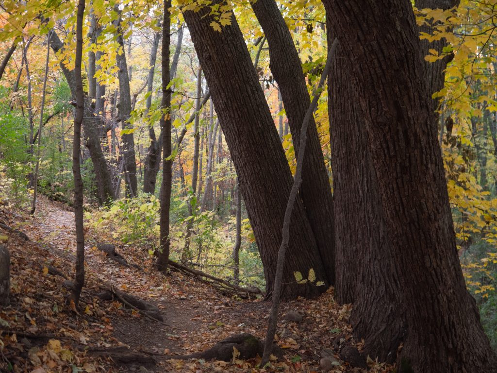 Heath Creek trail, which is part of the St. Olaf Natural Lands, in the fall.