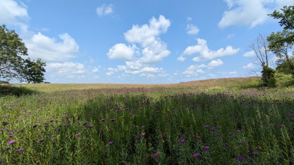 A sedge meadow in the prairie, restored in 1993, features an abundance of prairie ironweed (Vernonia fasciculata).