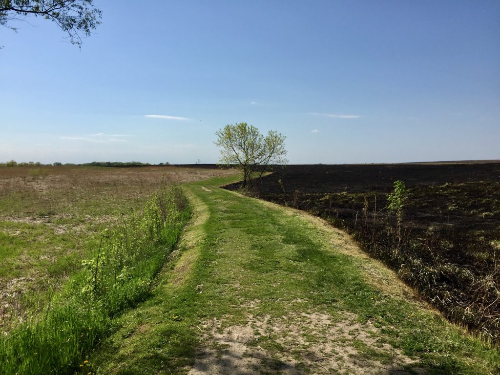 The St. Olaf Natural Lands after a controlled prairie burn in May 2017.
